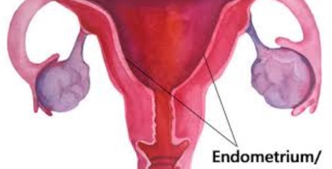 endometrium